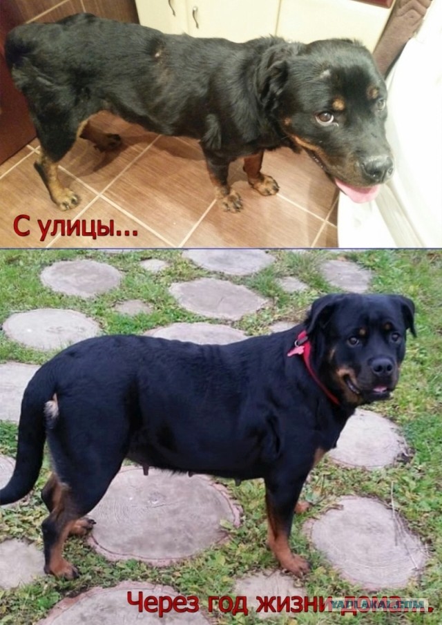 Немного размышлений о содержании собак в городских условиях. Про «бойцовых» собак, «псиношиз» и говно…
