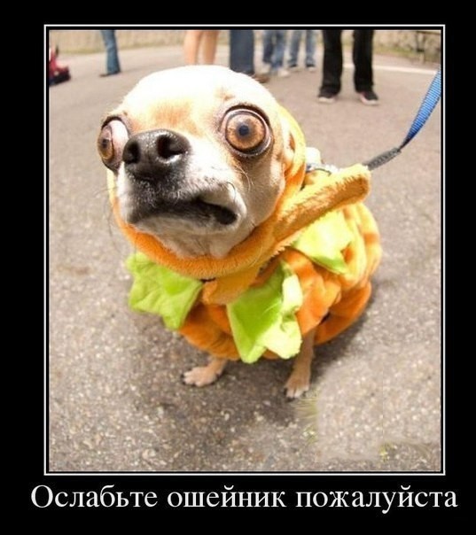 "На шею не дави..."