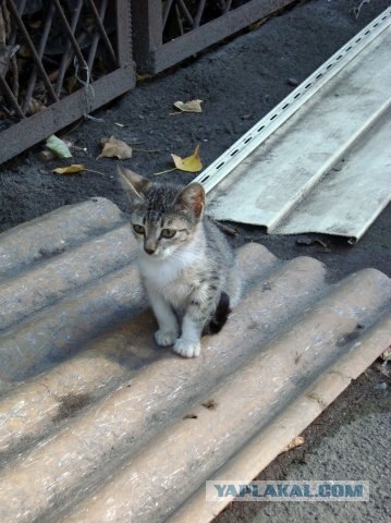 Абхазия. 17 лет после войны