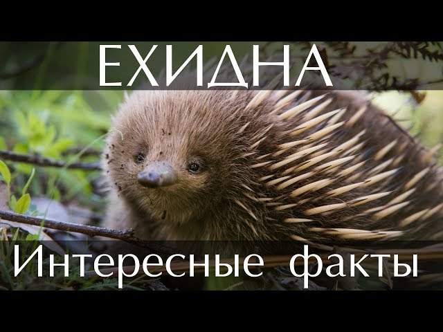 Пандемия. Коронавирус. Россия и мир. Часть 28