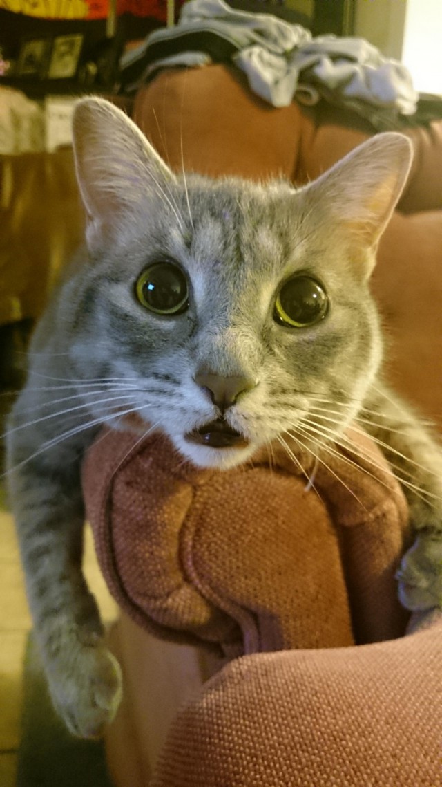 Котовторник! Пара фоток суровых котов.