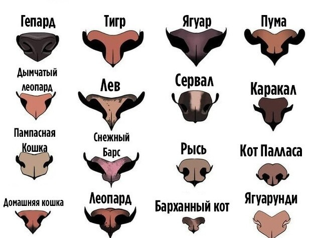 19 важных, нужных и познавательных шпаргалок, которые могут пригодиться в жизни