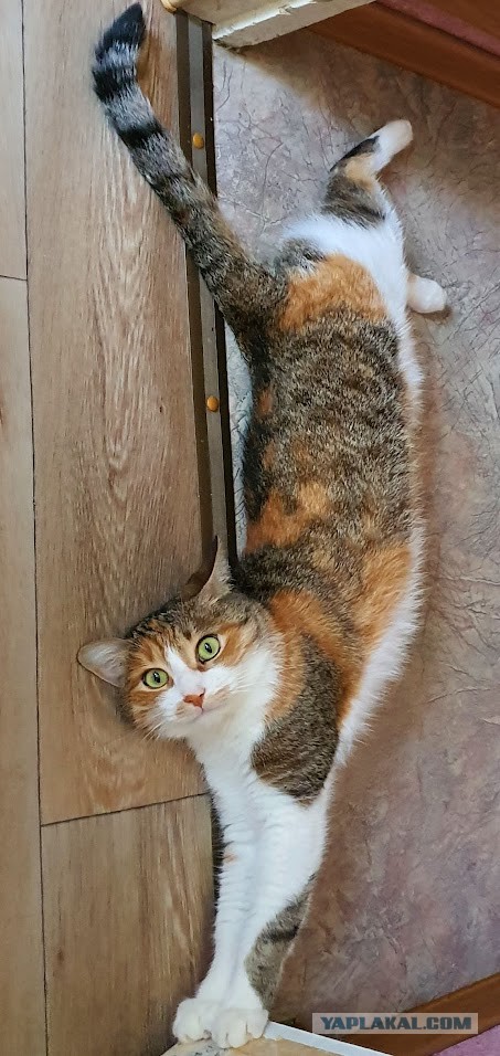 Котовторник! 16+ Коллеги-рабы, отмечаемся, у кого хозяину много лет!