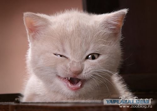 Мама, он меня бьет!