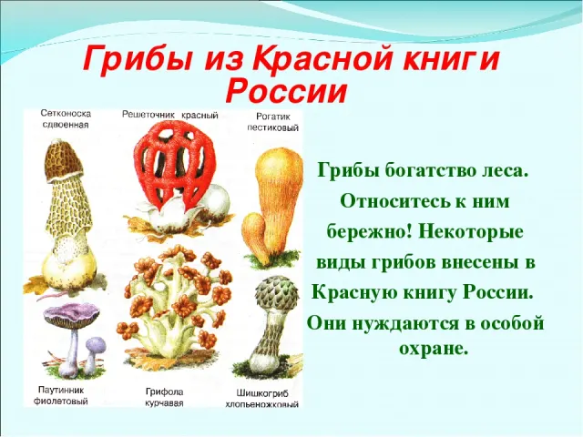 Россиян предупредили о девятилетних тюремных сроках за сбор редких грибов