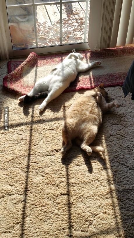 Позы для сна у кошек - что они означают?