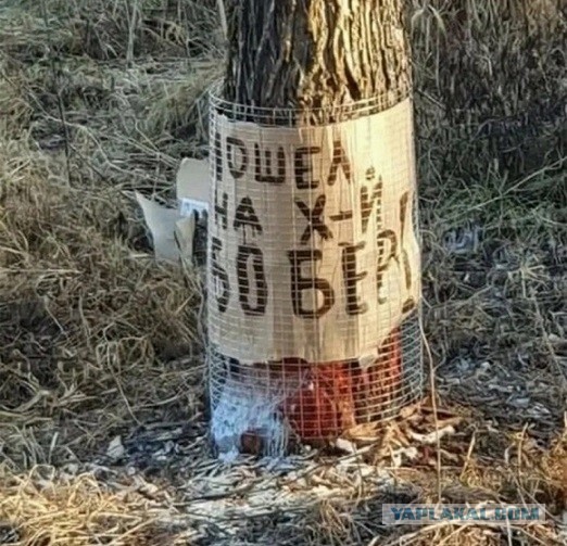 Дамбу прогрызли грызуны