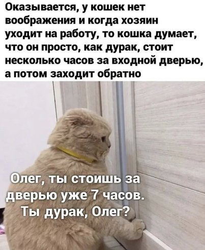 Почему кошки требуют открыть дверь, а затем не заходят: объясняем причины