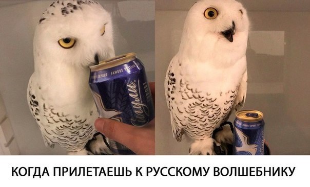 50 оттенков дичи