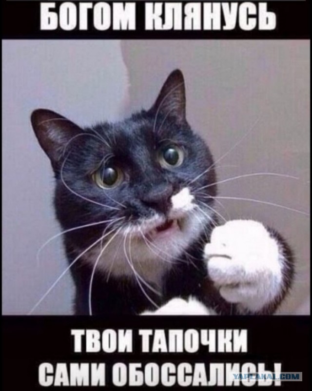Мастер пантомимы: "Эй ты! Да, ты - гладь давай! Вот так гладь!"