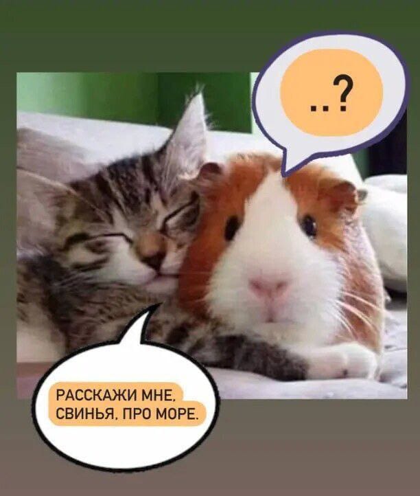 К котовторнику: подборка картинок-баянов с котиками и про котиков. Выпуск 16.