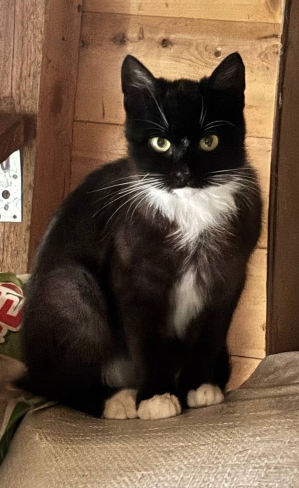 Котенок по имени Гав