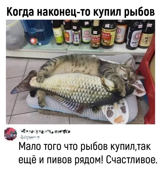 К котовторнику: подборка картинок-баянов с котиками и про котиков. Выпуск 27.