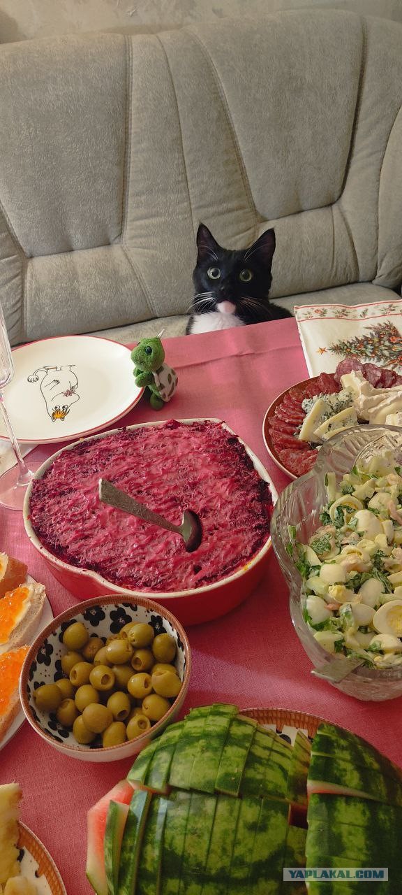 Вот и мой кот