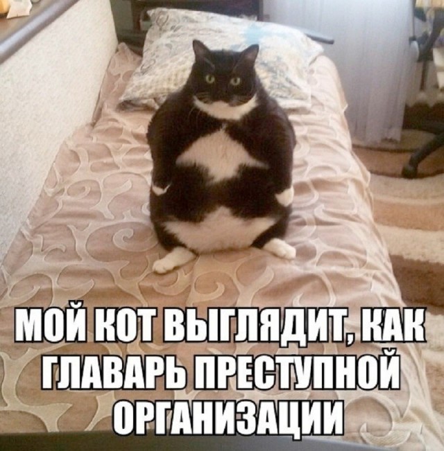 Так себе картинки 25.08.26