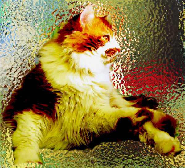 Котовторник  10.12.2013