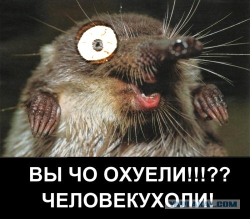 Классификация выхухолей
