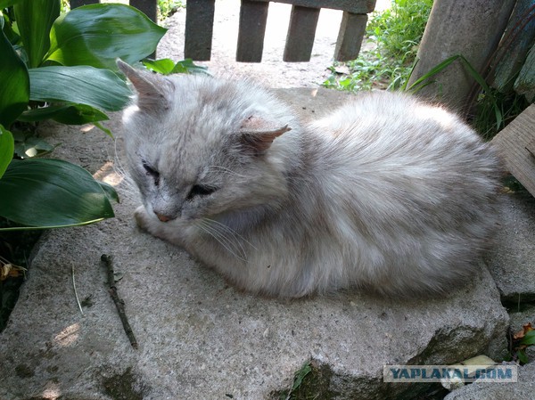 Котовторник 10.06.2014