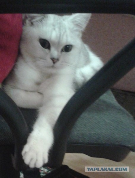 Вот такая кошечка..