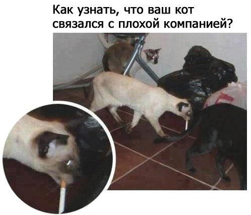Картинки и юмор