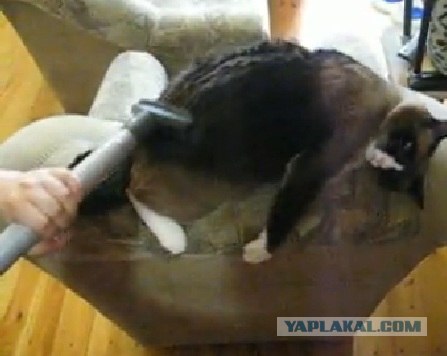Восприятие кошек