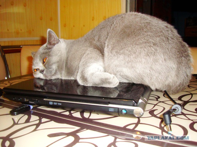 Моим котам