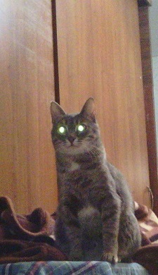 Котовторник 07 04 2015