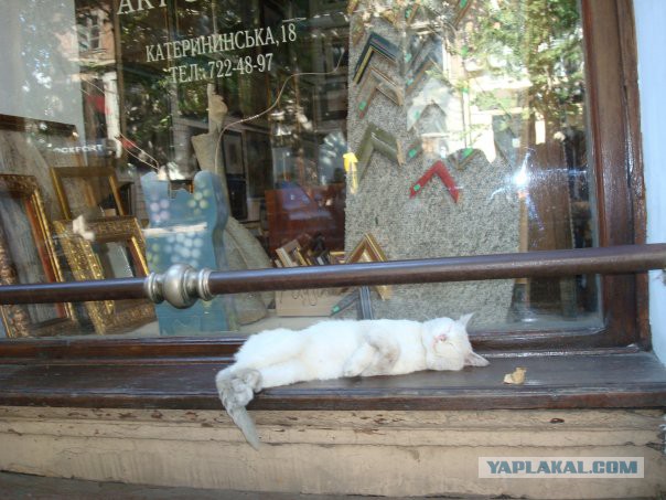 Котовторник
