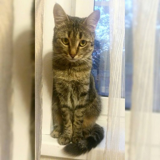 Котовторник 11.08.2015