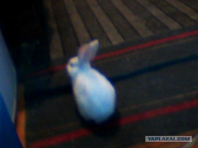 Кролик во хмелю.....