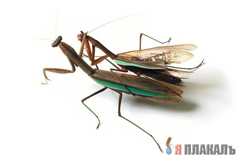 НАСЕКОМЫЕ. Мухи, бабочки, мотыльки, моль, и все летающие твари, пауки