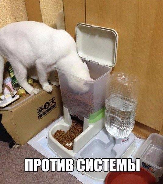 Подборка картинок из Ваших интернетов