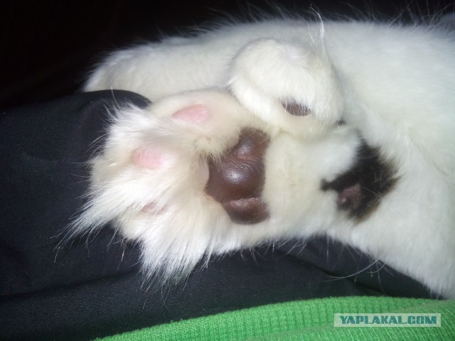 Мейн-куны  настолько  суровы...