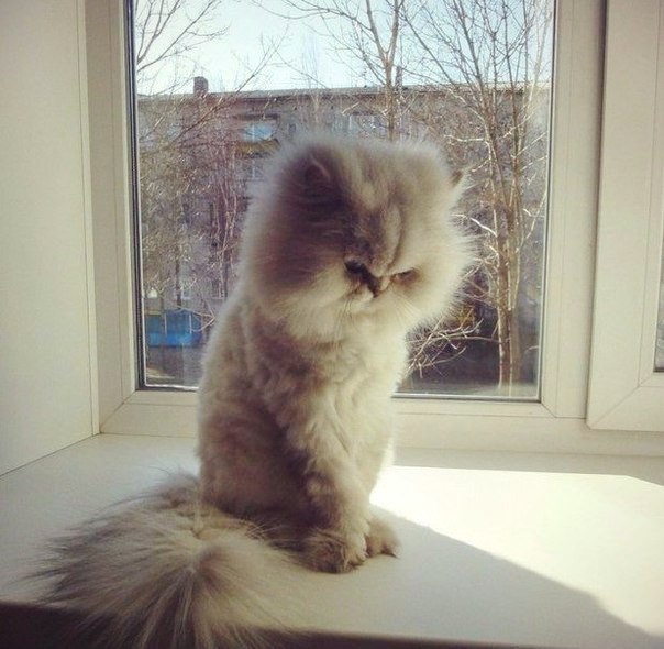 Прикольная фотоподборка