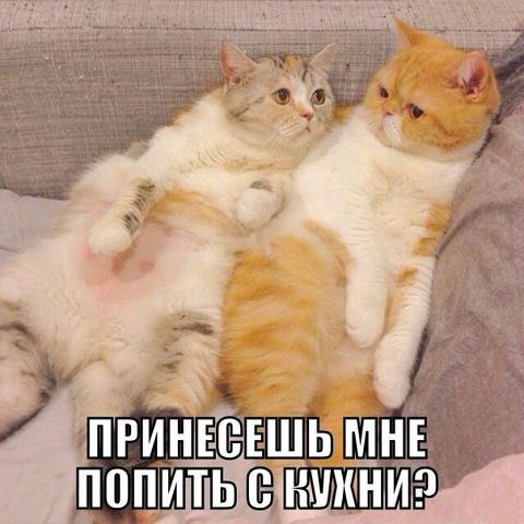 Мой кот, мои правила!