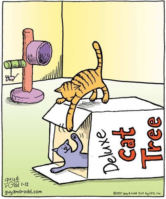 Демы к котовторнику!