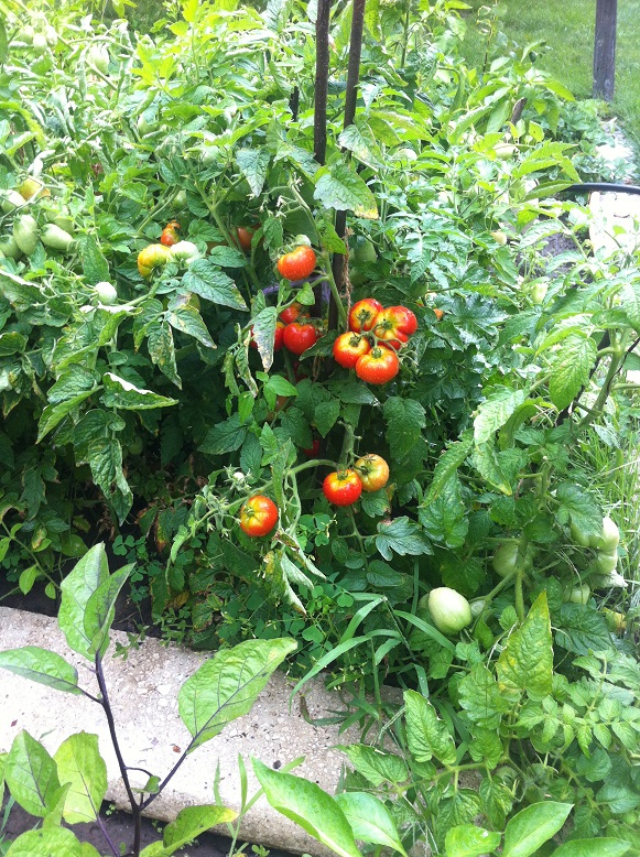 Жена послала за помидоркой