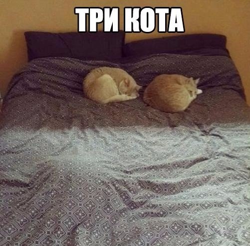 Мохнатые беспредельщики