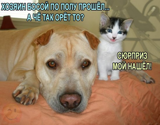 Мохнатые беспредельщики