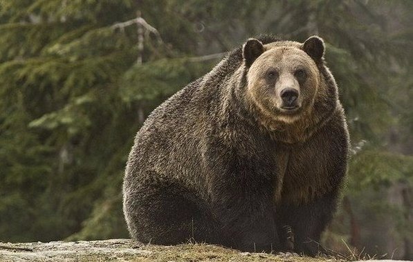 Самые смешные животные
