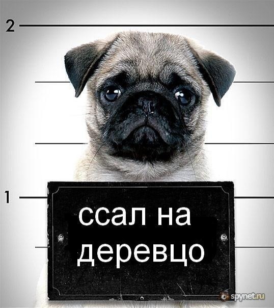 Подборка интересных и веселых картинок