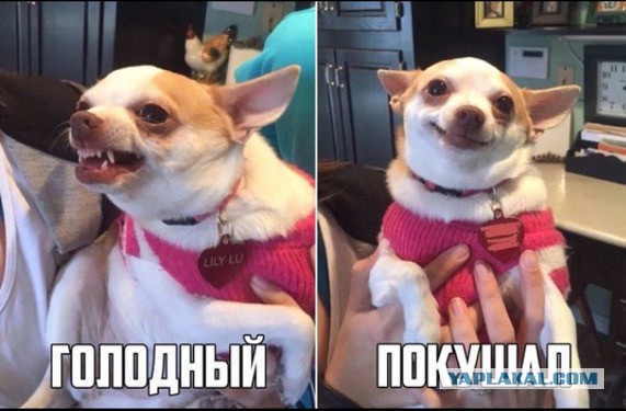 Все друг друга поняли (Смехопанорама)