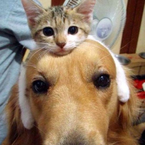 Коты и Кошки