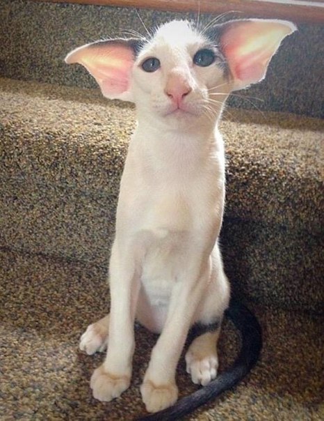 Коты и Кошки