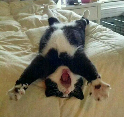 Коты и Кошки