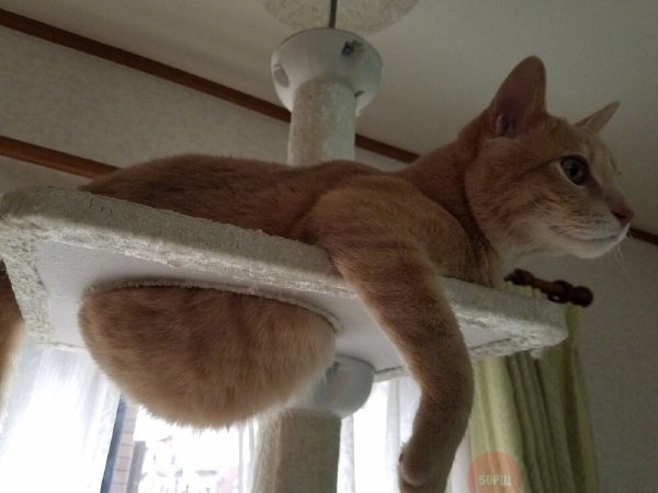 24 кота, которые подняли дерзость на новый уровень