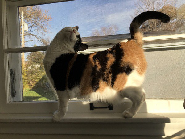 Коты и Кошки