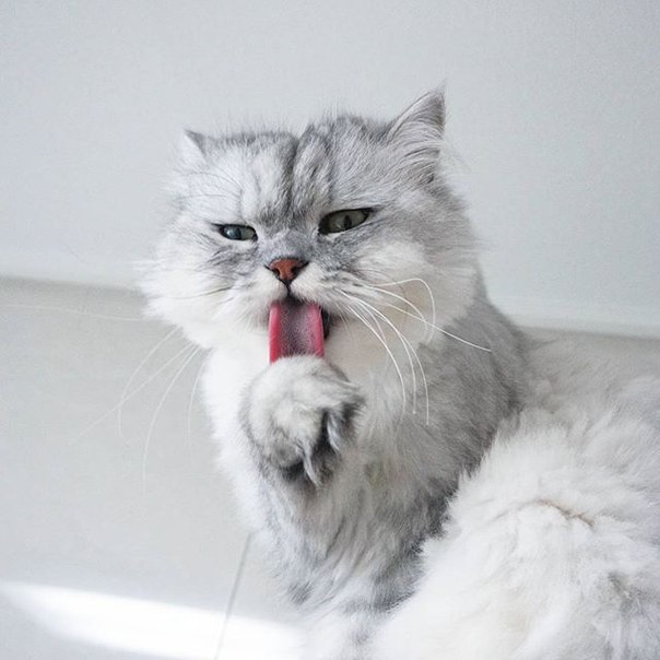 Коты и Кошки