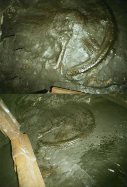 Оставленный 300 миллионов лет назад отпечаток колеса обнаружили в шахте Ростовской области