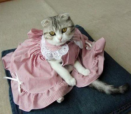 Прикольных котов пост